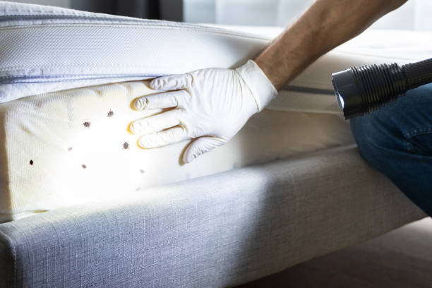 Best Wasp Removal Services  in Warrenton, GA