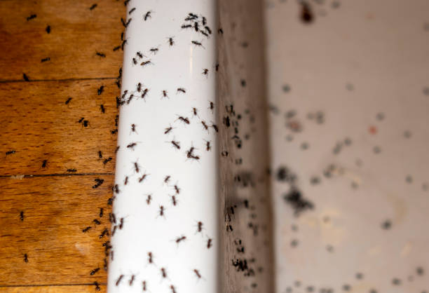 Best Termite Control Services  in Warrenton, GA